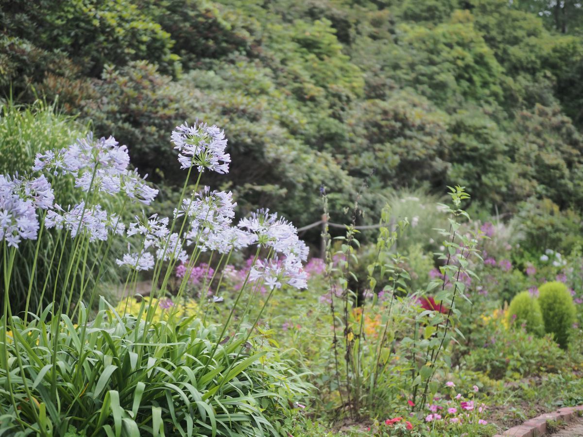 泉ボタニカルガーデン 泉緑化ウェブサイト トップページ