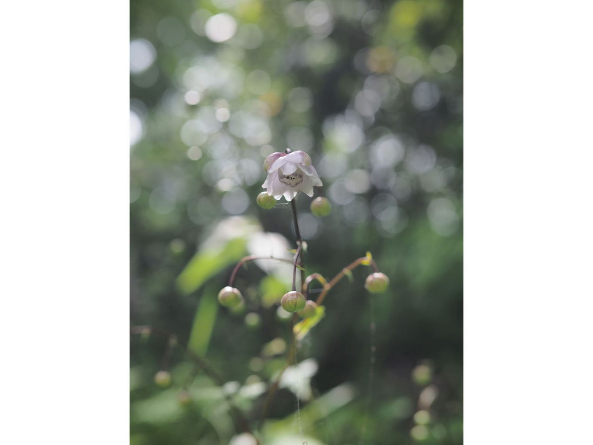 泉ボタニカルガーデン 泉緑化ウェブサイト トップページ