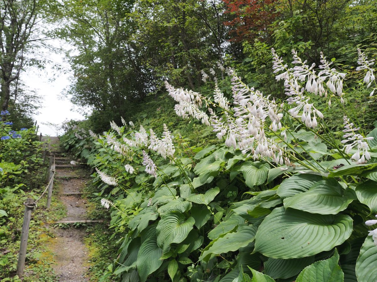 泉ボタニカルガーデン 泉緑化ウェブサイト トップページ