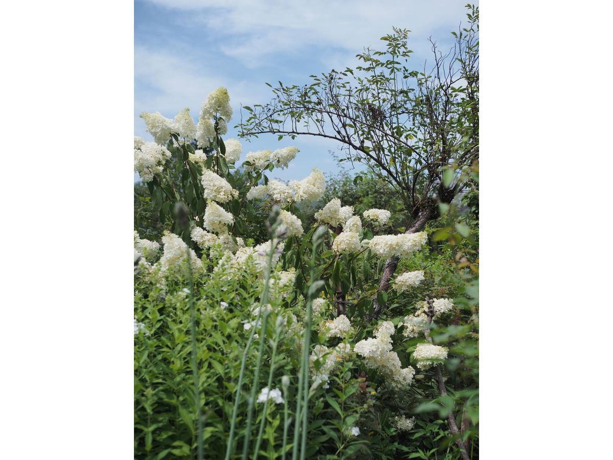 泉ボタニカルガーデン 泉緑化ウェブサイト トップページ