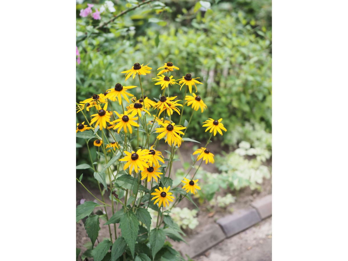 泉ボタニカルガーデン 泉緑化ウェブサイト トップページ