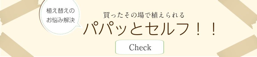 買ったその場で植え替え出来る